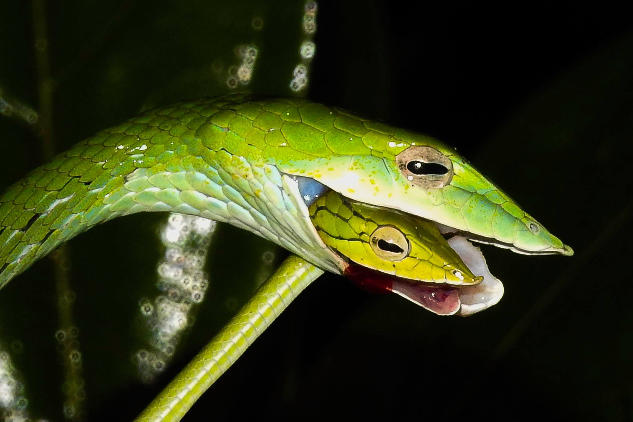 ▷ Sonhar Com Cobra Significa Traição? DESCUBRA AQUI!