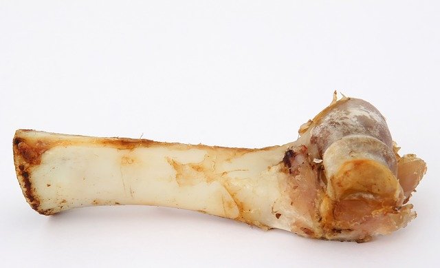 osso animal com cartilagem