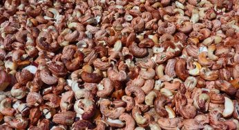 Sonhar Com Castanha – O Que Significa?
