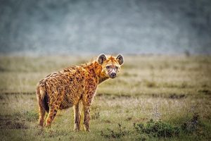 Leia mais sobre o artigo Sonhar Com Hiena – O Significado É Surpreendente