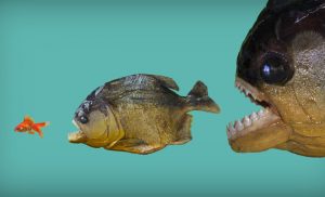 Leia mais sobre o artigo Sonhar Com Piranha – Significados Ocultos Revelados!