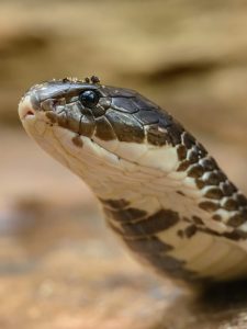 Leia mais sobre o artigo Sonhar com cobra