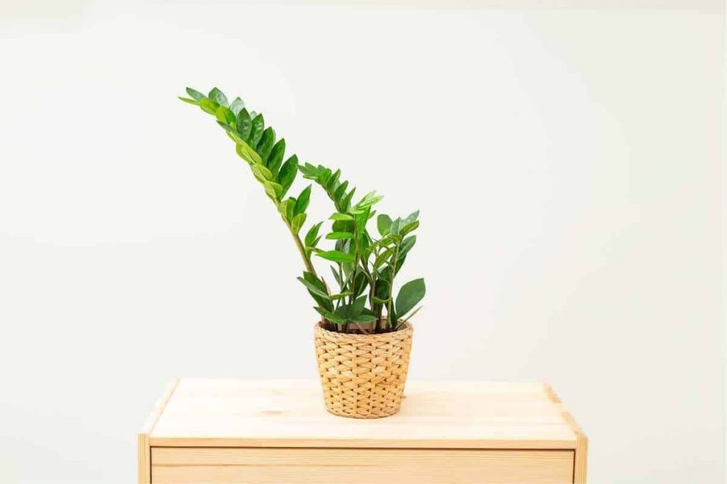 planta Zamioculca em um vaso em cima de uma mesa