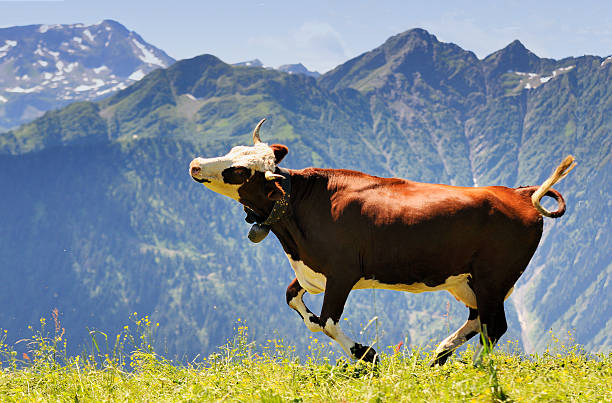 vaca marrom e branca correndo na grama