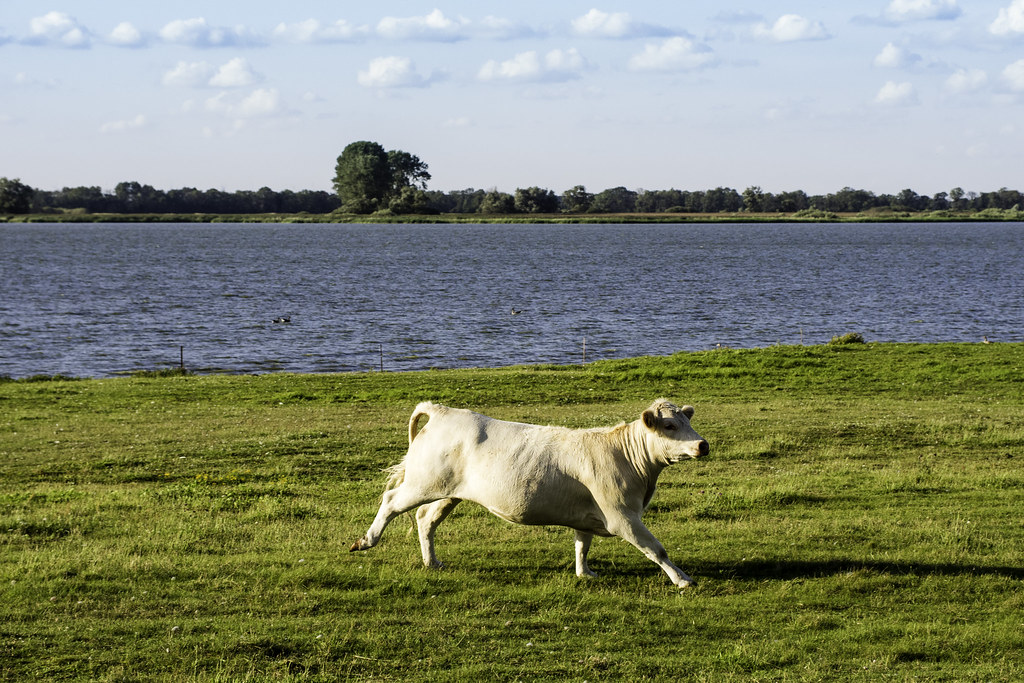 vaca branca correndo no pasto