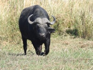 Leia mais sobre o artigo Sonhar Com Búfalo Preto – O Que Significa?