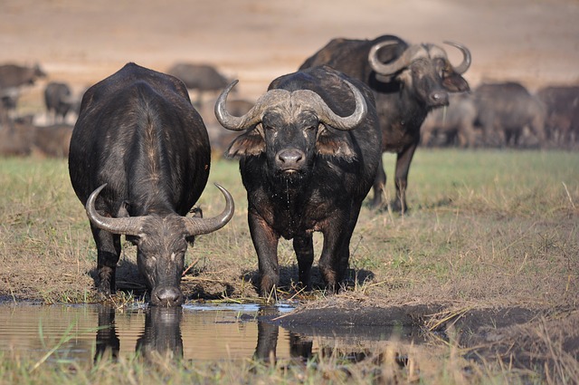 búfalos pretos bebendo água