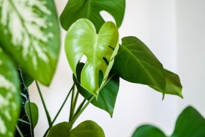 Leia mais sobre o artigo Sonhar Com Plantas Verdes é Bom Presságio?