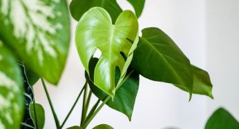 Sonhar Com Plantas Verdes é Bom Presságio?