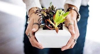 Sonhar Com Vaso De Planta – Significados Reveladores