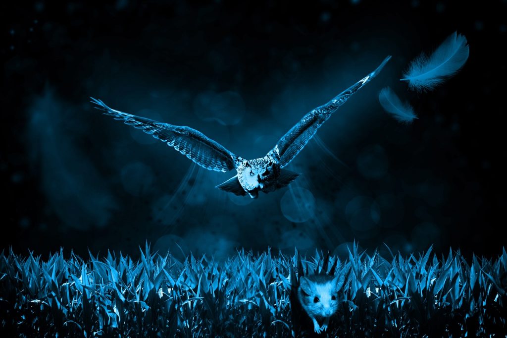coruja voando a noite