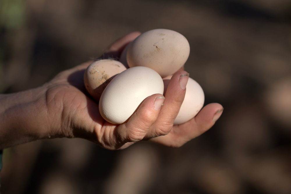 mão segurando ovo