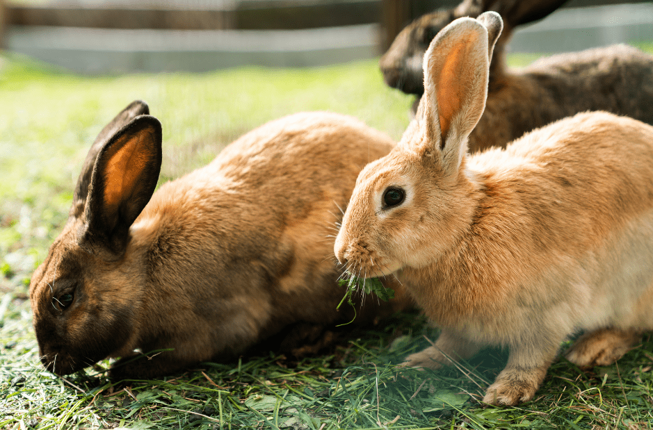 dois coelhos cheirando a grama
