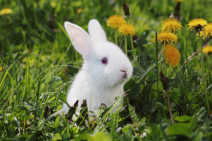 pequeno coelho branco no meio das flores