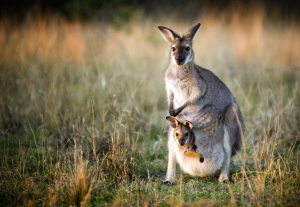 Leia mais sobre o artigo Sonhar Com Canguru – É Bom Presságio?