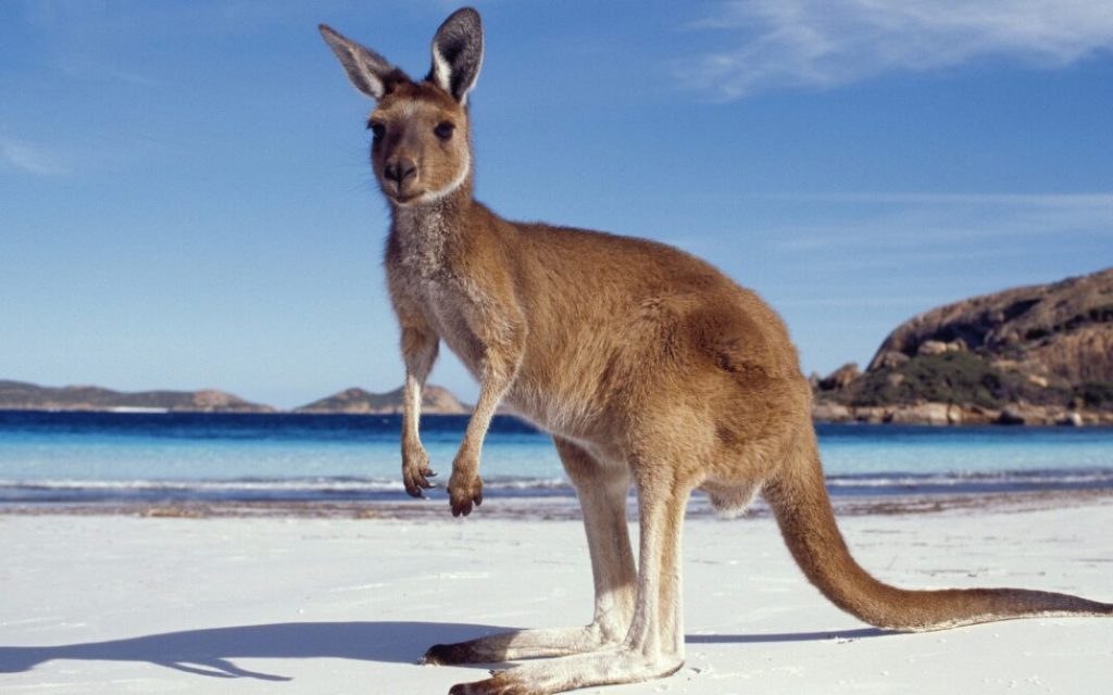 imagem de um canguru na ilha da islandia