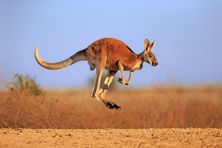canguru pulando na natureza