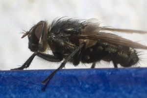 Leia mais sobre o artigo Sonhar Com Bicho De Varejeira – Significado Bíblico