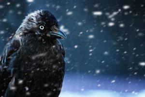 Leia mais sobre o artigo Sonhar Com Corvo – O Sonho Que Ninguém Quer Ter