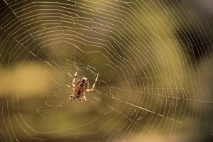 Leia mais sobre o artigo Sonhar matando aranhas – Qual o signficado?