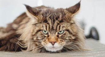 Sonhar Com Gato Atacando – É Mau Presságio?