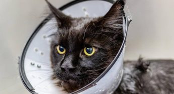 Sonhar Com Gato Doente – O Que Significa?