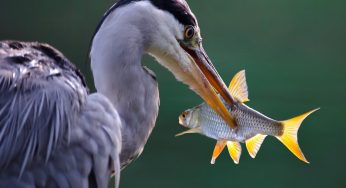 O Que a Bíblia Diz Sobre Sonhar Com Peixes? CONFIRA!