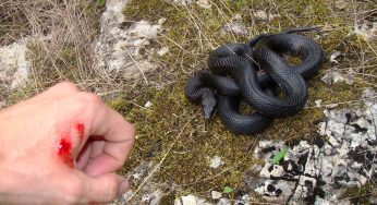 Sonhar Com Picada De Cobra Na Mão é Ruim?