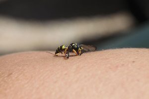 Leia mais sobre o artigo Sonhar com vespa no corpo – Significa o Quê?