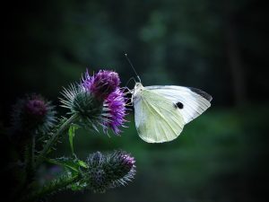 Leia mais sobre o artigo Borboleta Branca – Significado Espiritual e Simbolismo