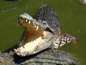 Leia mais sobre o artigo Sonhar com crocodilo atacando