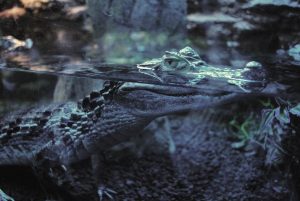 Leia mais sobre o artigo Sonhar com crocodilo na água