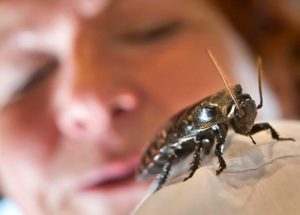 Leia mais sobre o artigo Sonhar com baratas no corpo – Um sonho perturbador!