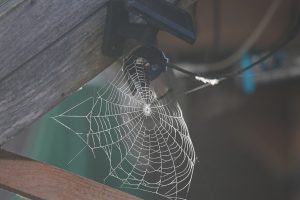 Leia mais sobre o artigo 9 Significados espirituais de ver uma aranha