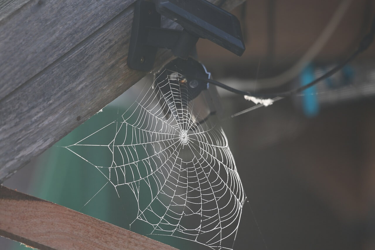 aranha no meio de madeiras