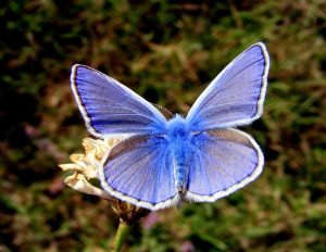Leia mais sobre o artigo Significados espirituais da borboleta azul