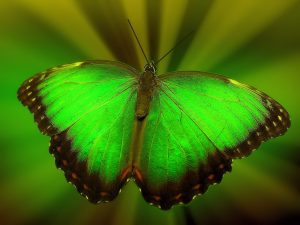 Leia mais sobre o artigo 5 Significados Espirituais da Borboleta Verde