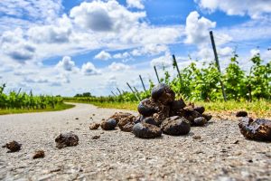 Leia mais sobre o artigo Sonhar com fezes segundo a bíblia