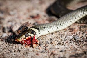 Leia mais sobre o artigo 9 Significados bíblicos de matar uma cobra em um sonho