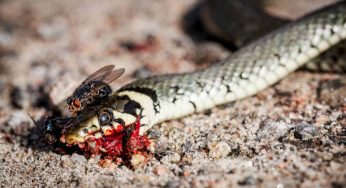 9 Significados bíblicos de matar uma cobra em um sonho