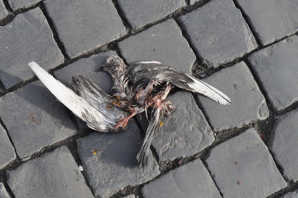 pássaro morto na rua