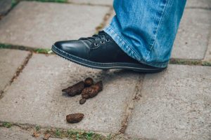 Leia mais sobre o artigo O que significa pisar em fezes de cachorro? Significados espirituais