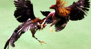 Sonhar com briga de galo