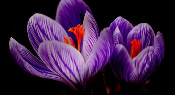 Sonhar com flores roxas – Descubra o signficado!