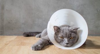 Sonhar com gato machucado – O que significa espiritualmente?