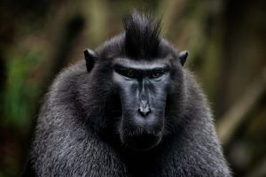Leia mais sobre o artigo Sonhar com macaco preto – Significa fofocas sobre você!