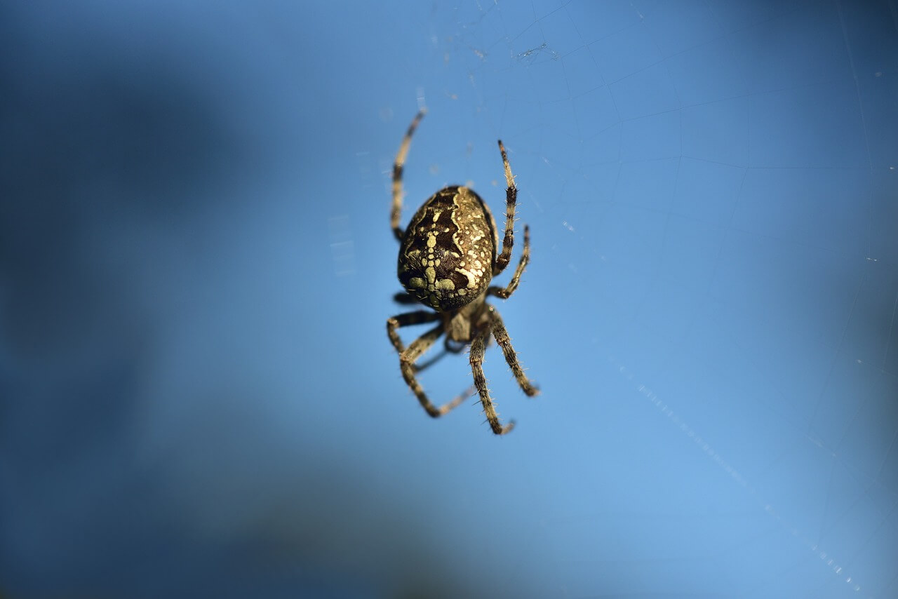 9 Significados espirituais de ver uma aranha 9 Significados espirituais de ver uma aranha