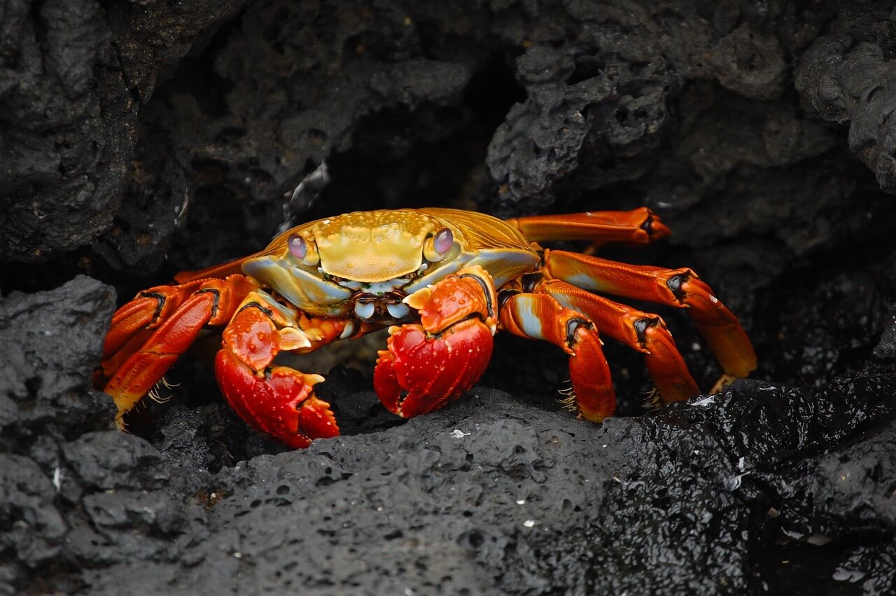 caranguejo vermelho em cima das pedras pretas