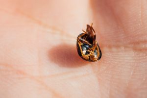 Leia mais sobre o artigo Significados espirituais de ver uma joaninha morta