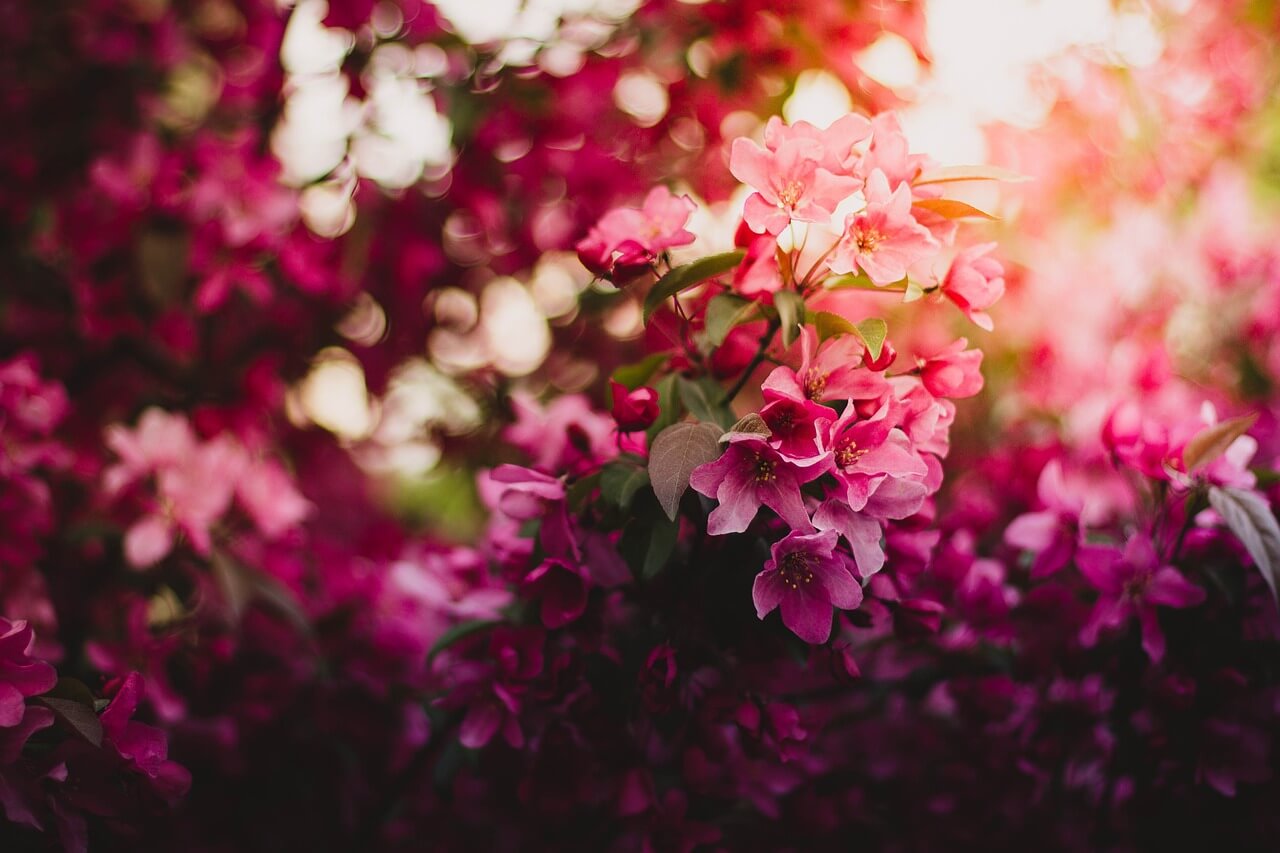 árvore de flores cor de rosa